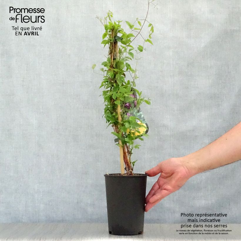 Clematis viticella Maceta 1,5L/2L Ejemplar entregado en la primavera