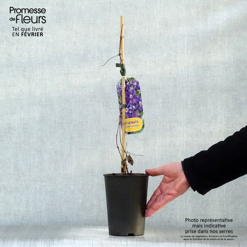 Clematis Happy Birthday Maceta 1,5L/2L Ejemplar entregado en invierno