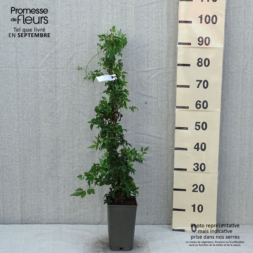 Ejemplar de Clematis Willy Maceta 2L/3L entregado en verano