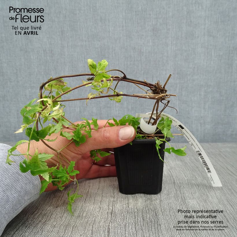 Clematis macropetala Maceta de 8/9 cm Ejemplar entregado en la primavera