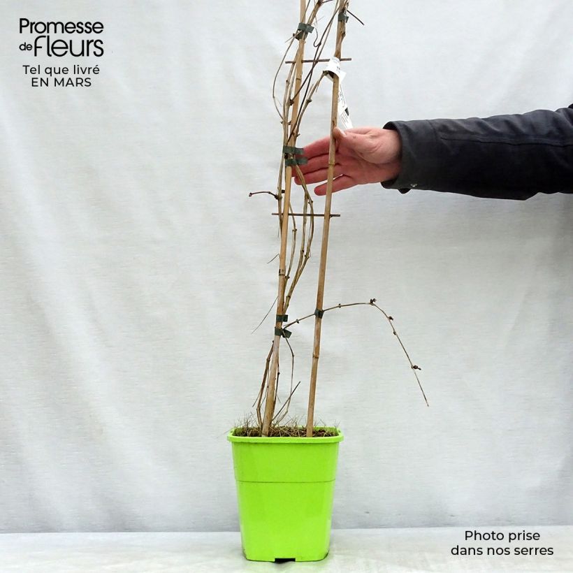 Clematis montana Double Delight Maceta 3L/4L Ejemplar entregado en la primavera