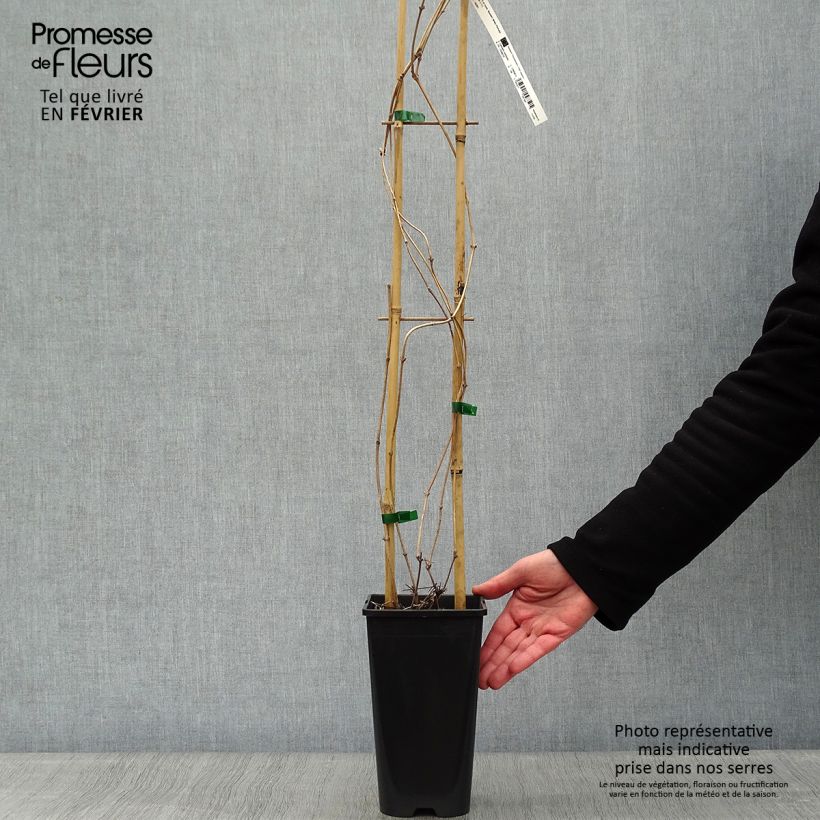 Clematis montana Starlet White Perfume Maceta 2L/3L Ejemplar entregado en invierno