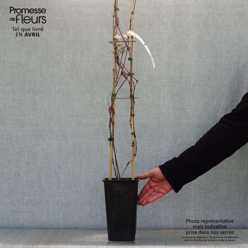 Clematis montana Starlet White Perfume Maceta 2L/3L Ejemplar entregado en la primavera