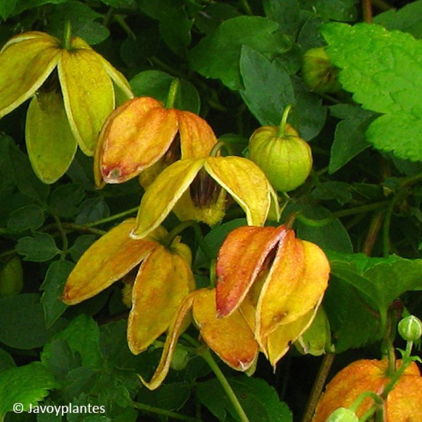 Clematis tangutica Red Ballon (Floración)