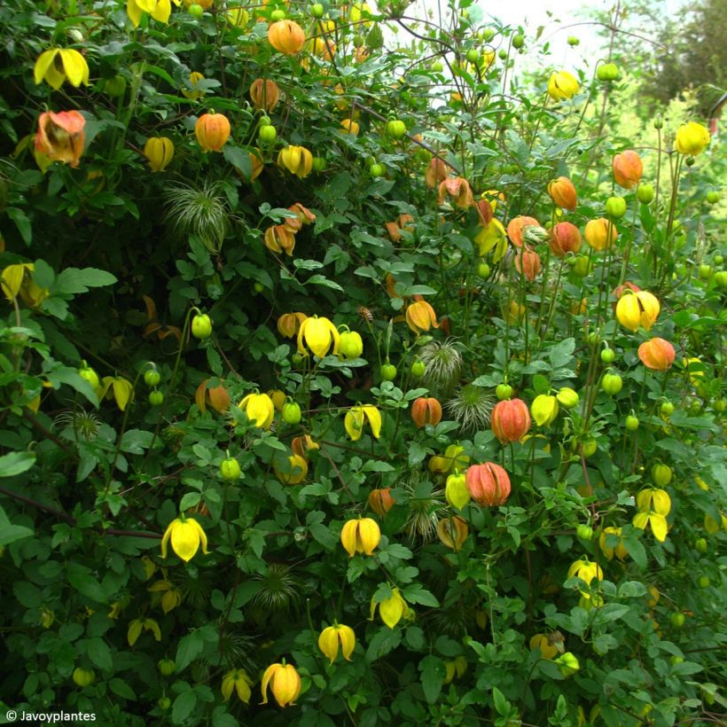 Clematis tangutica Red Ballon (Porte)