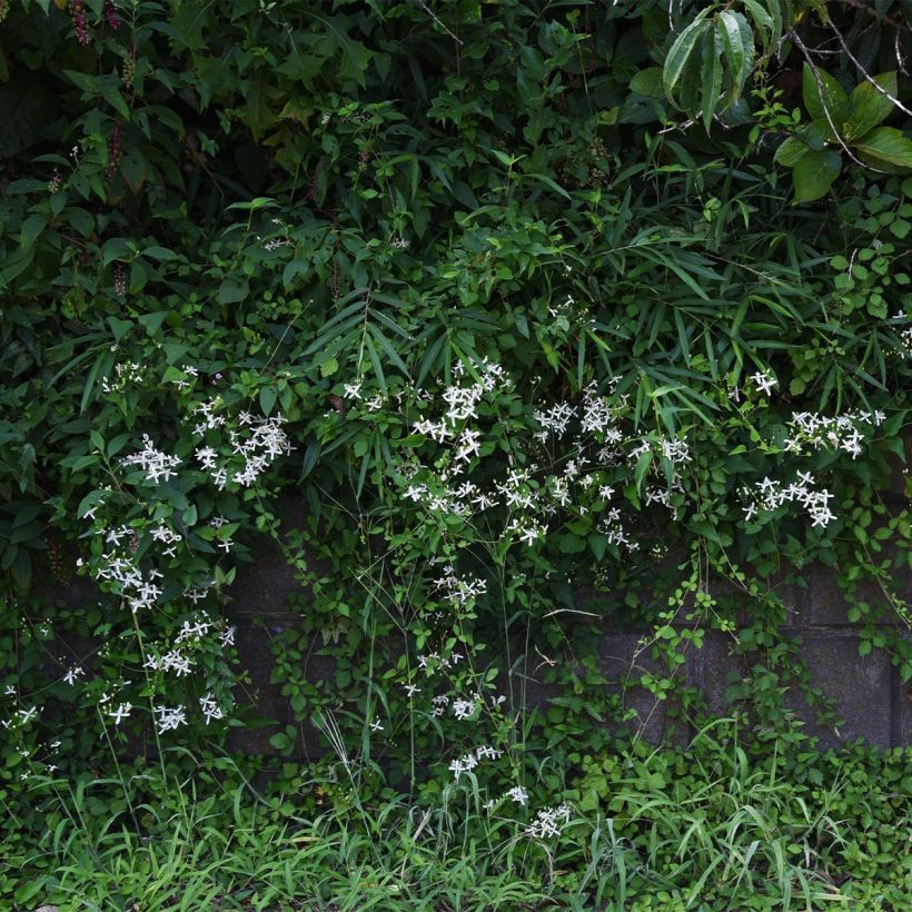 Clematis Southern Cross (Porte)