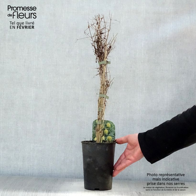 Clematis tibetana subsp. tangutica - Clemátide dorada Maceta 1,5L/2L Ejemplar entregado en invierno