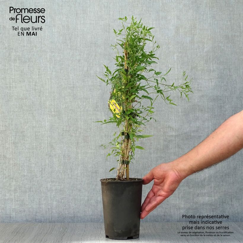 Clematis tibetana subsp. tangutica - Clemátide dorada Maceta 1,5L/2L Ejemplar entregado en la primavera