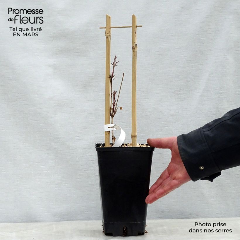 Clematis viticella Dark Eyes Maceta 1,5L/2L Ejemplar entregado en la primavera