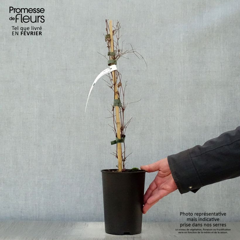 Clematis viticella Dark Eyes Maceta 1,5L/2L Ejemplar entregado en invierno