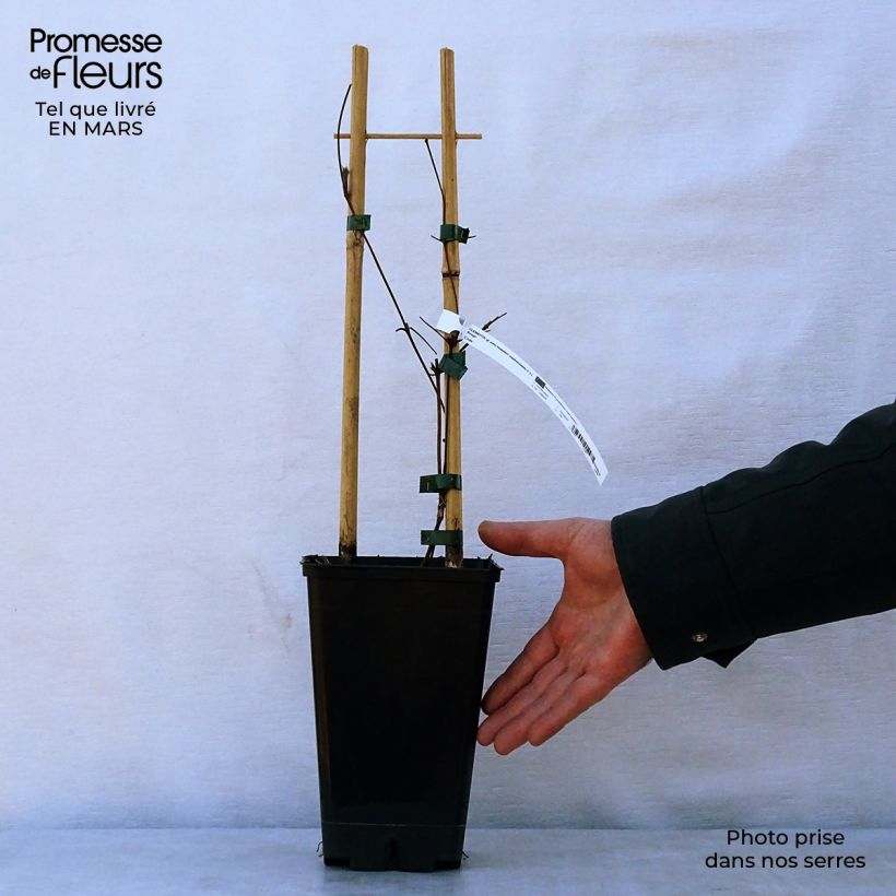 Clematis viticella John Howells Maceta 1,5L/2L Ejemplar entregado en la primavera