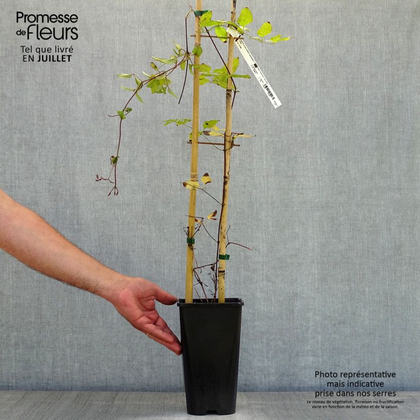 Ejemplar de Clematis viticella John Howells Maceta 2L/3L entregado en verano