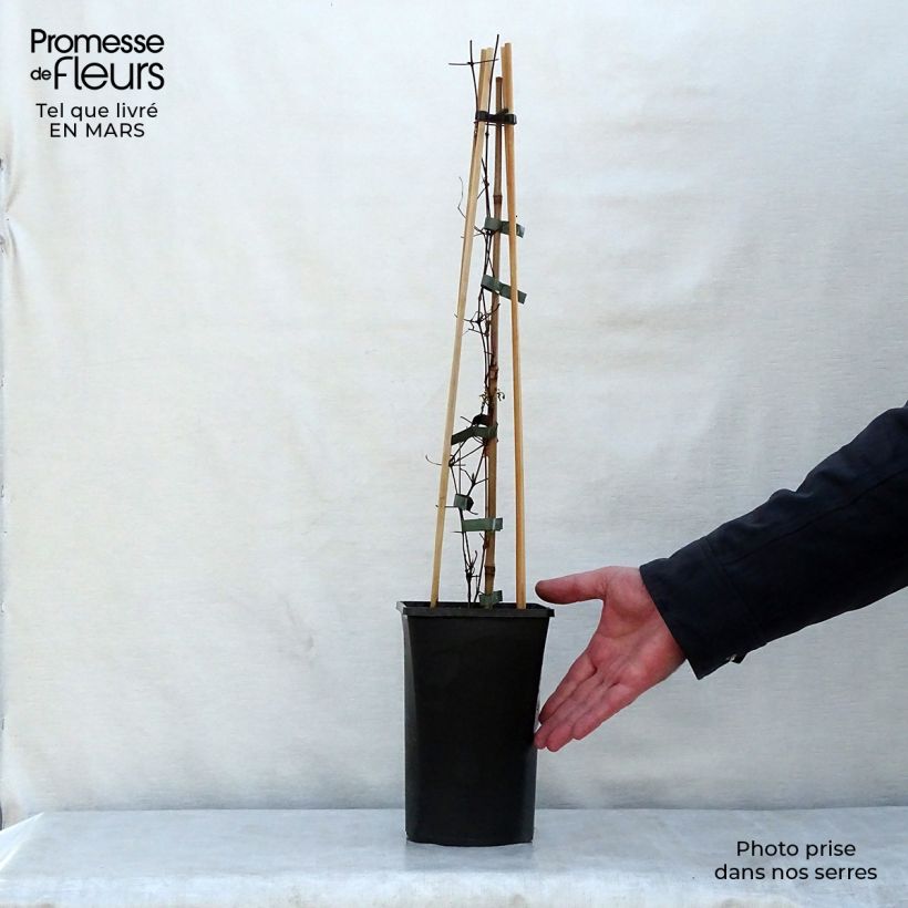 Clematis viticella Polish Spirit Maceta 1,5L/2L Ejemplar entregado en la primavera