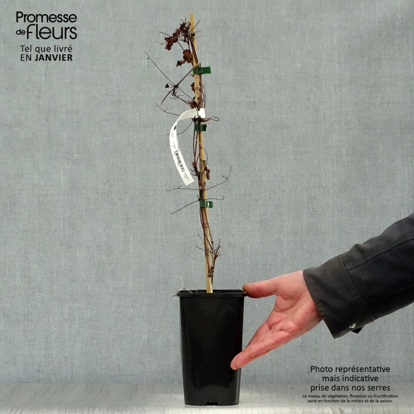 Clematis viticella Polish Spirit Maceta 1,5L/2L Ejemplar entregado en invierno