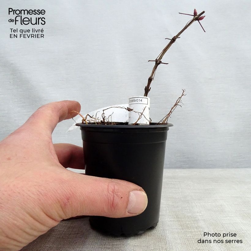 Clematis viticella Purpurea Plena Elegans Maceta de 8/9 cm Ejemplar entregado en invierno