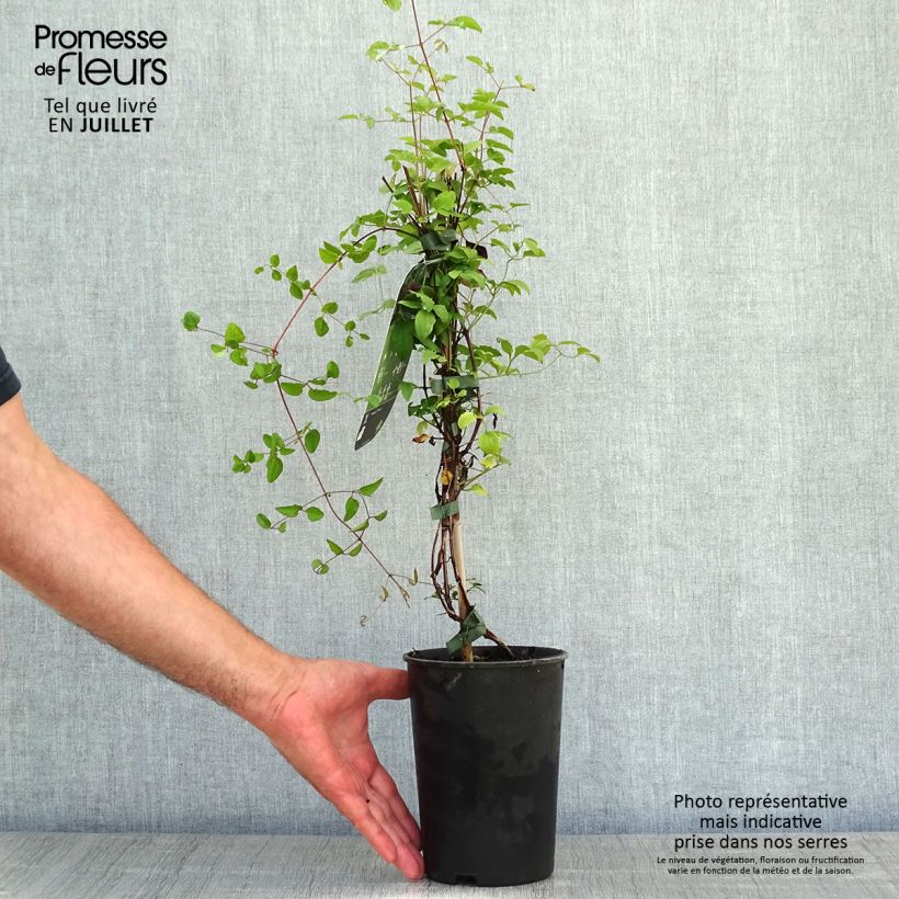 Ejemplar de Clematis viticella Purpurea Plena Elegans Maceta 2L/3L entregado en verano