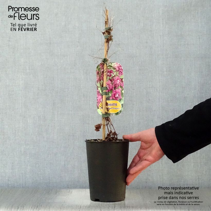 Clematis viticella Purpurea Plena Elegans Maceta 2L/3L Ejemplar entregado en invierno