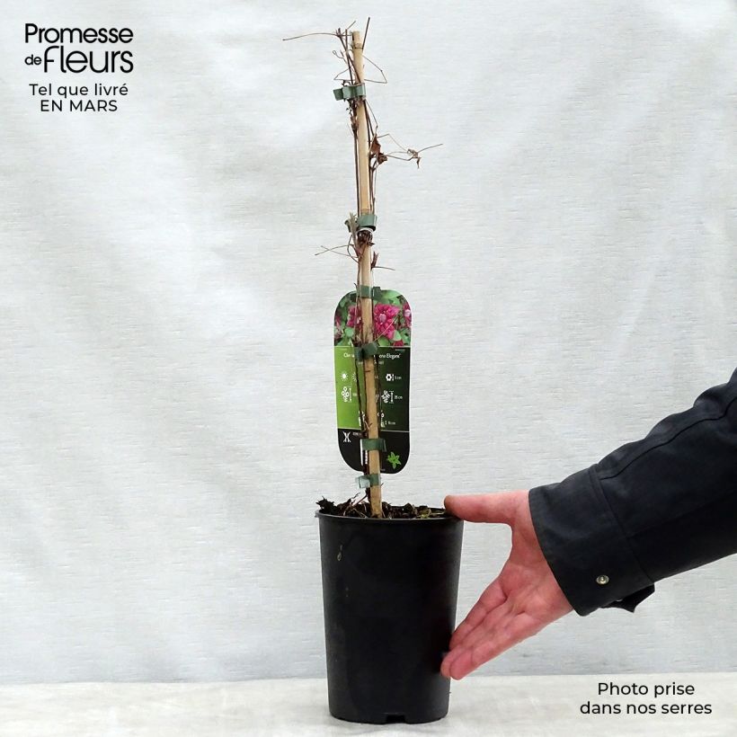 Clematis viticella Purpurea Plena Elegans Maceta 2L/3L Ejemplar entregado en la primavera