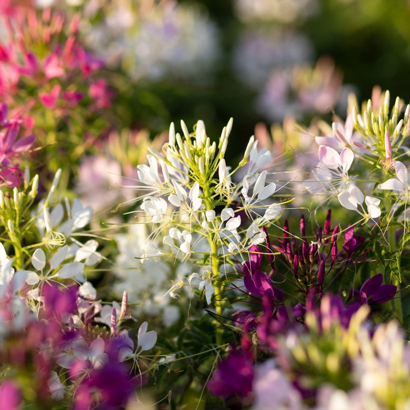 Flor araña - Cleome hassleriana Sparkler 2.0 White (Floración)