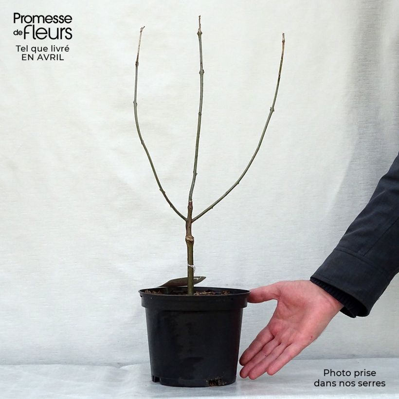 Clerodendrum bungei - Cleodendro chino Maceta 2L/3L Ejemplar entregado en la primavera