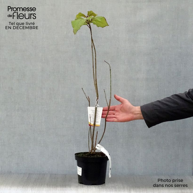 Clerodendrum bungei - Cleodendro chino Maceta 2L/3L Ejemplar entregado en invierno