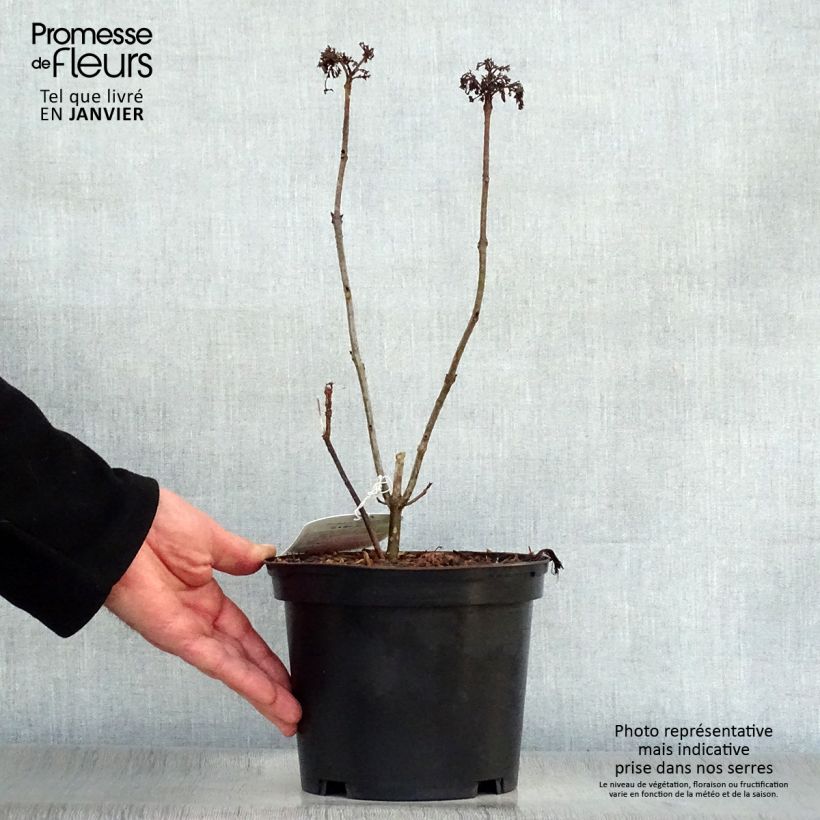 Clerodendrum bungei Pink Diamond Maceta 3L/4L Ejemplar entregado en invierno