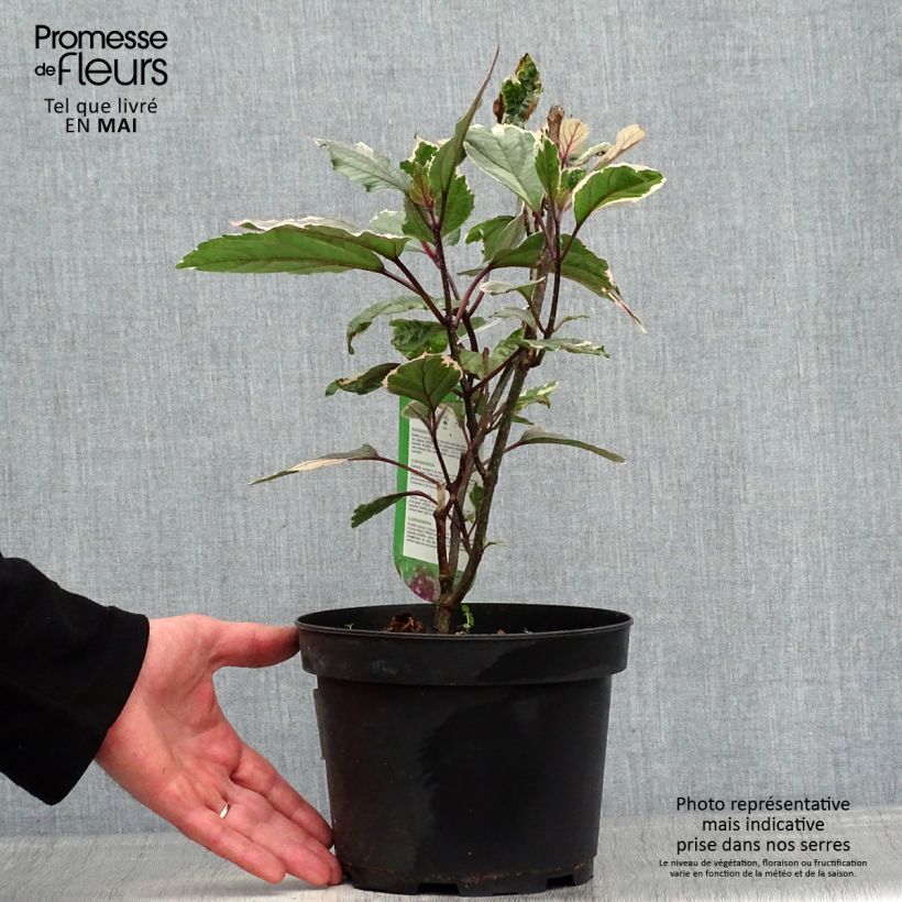 Clerodendrum bungei Pink Diamond Maceta 3L/4L Ejemplar entregado en la primavera