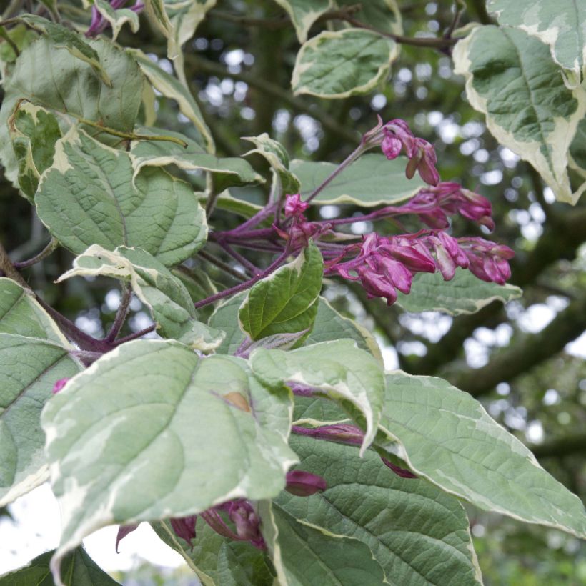 Clerodendrum trichotomum Variegatum - Arbol del destino (Follaje)