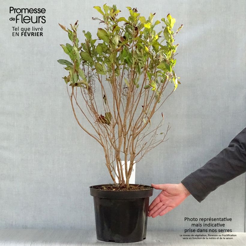 Clethra alnifolia Anne Bidwell - Arbusto de la pimienta dulce Maceta 7,5L/10L Ejemplar entregado en invierno