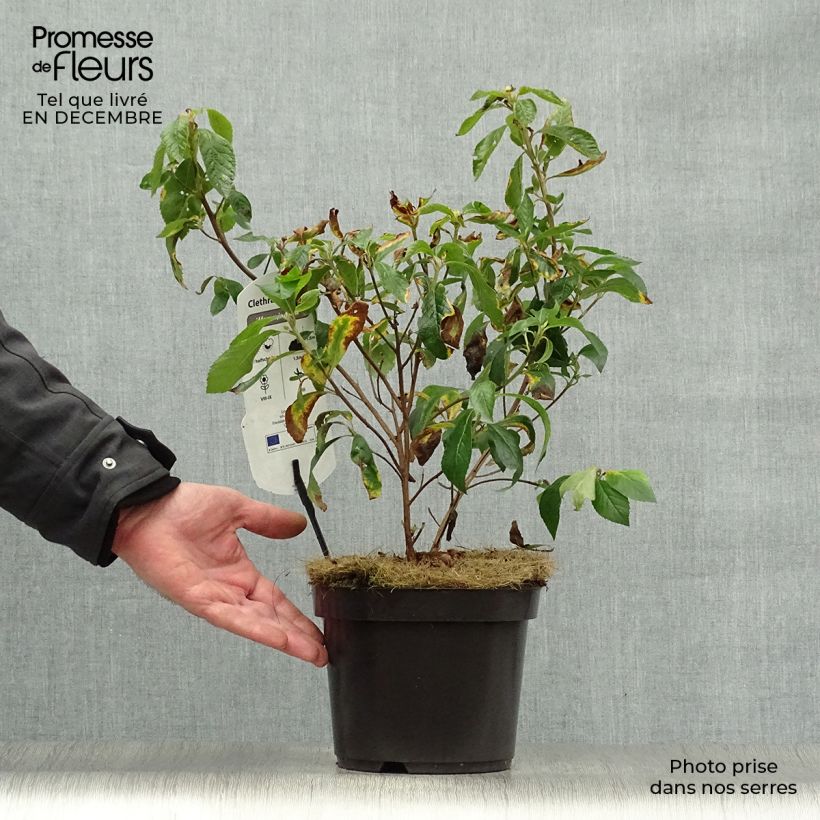 Clethra alnifolia Hummingbird - Arbusto de la pimienta dulce Maceta 3L/4L Ejemplar entregado en invierno