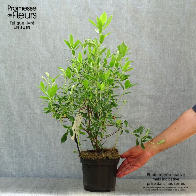 Ejemplar de Clethra alnifolia Hummingbird - Arbusto de la pimienta dulce Maceta 3L/4L entregado en verano