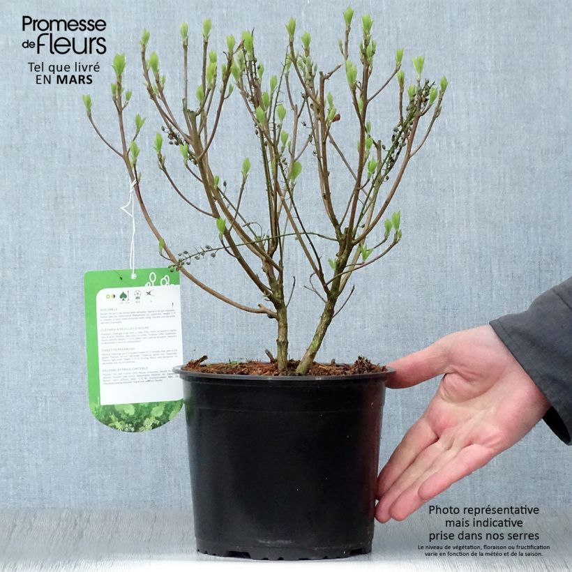 Clethra alnifolia Hummingbird - Arbusto de la pimienta dulce Maceta 3L/4L Ejemplar entregado en la primavera