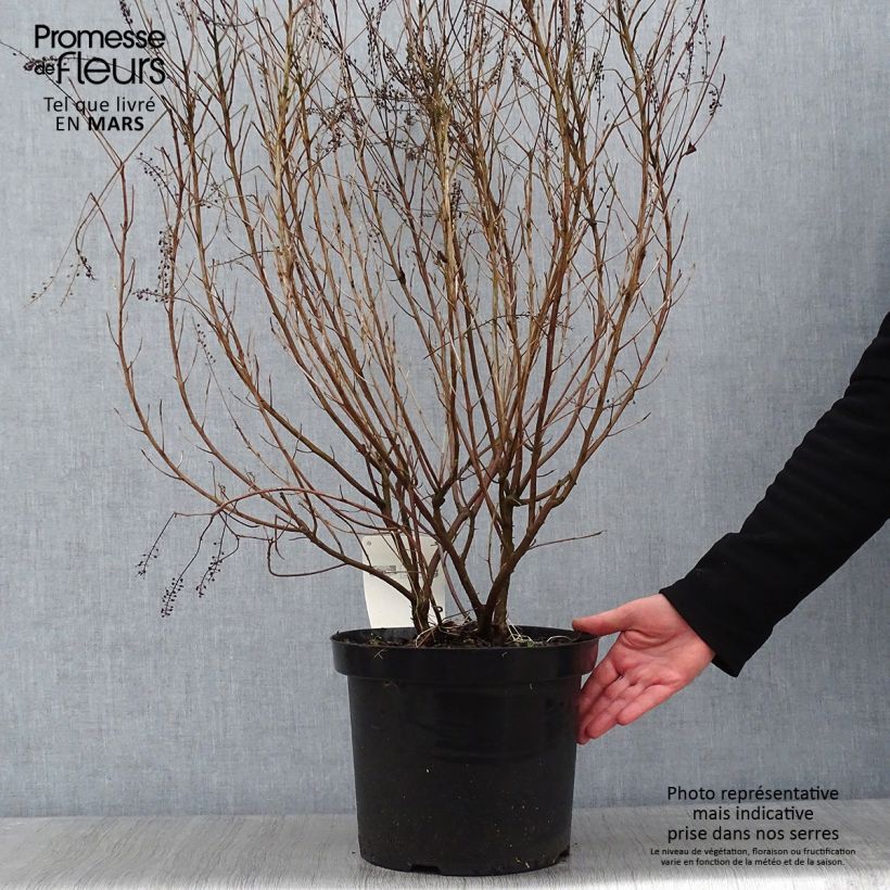 Clethra alnifolia Hummingbird - Arbusto de la pimienta dulce Maceta 7,5L/10L Ejemplar entregado en invierno