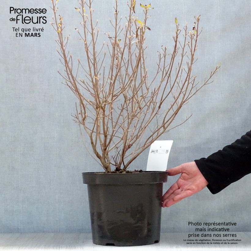 Clethra alnifolia Hummingbird - Arbusto de la pimienta dulce Maceta 7,5L/10L Ejemplar entregado en la primavera