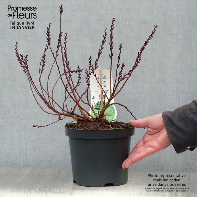 Clethra alnifolia - Arbusto de la pimienta dulce Maceta 3L/4L Ejemplar entregado en invierno