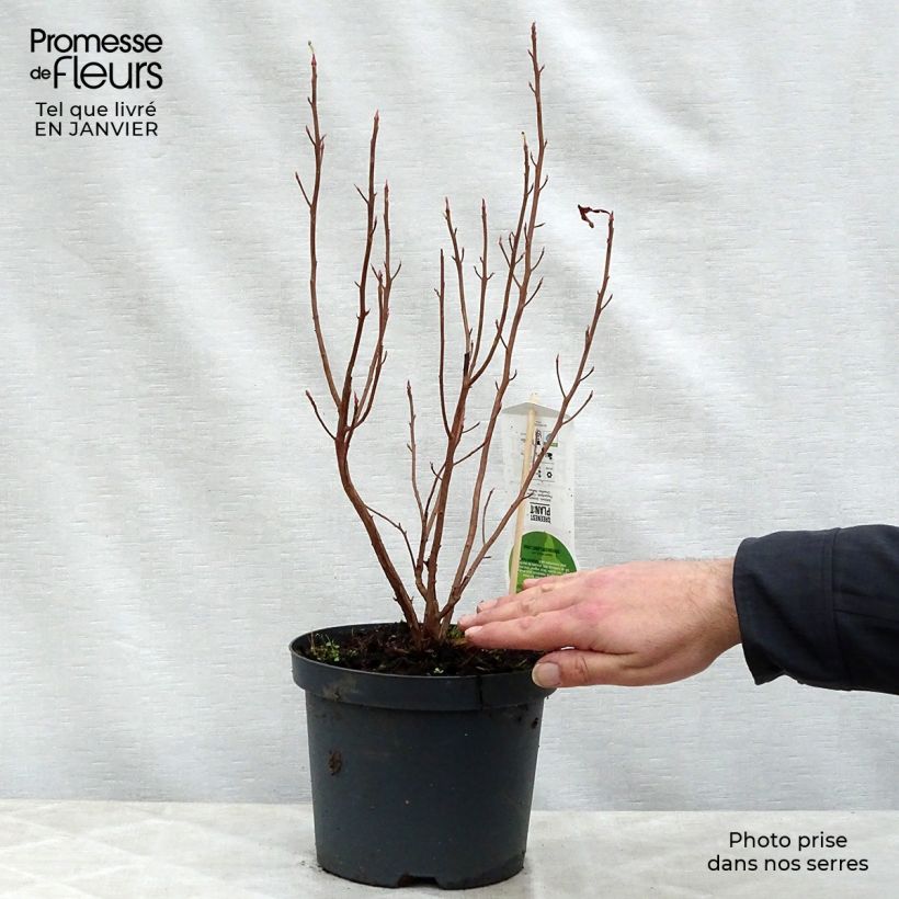 Clethra alnifolia Ruby Spice - Arbusto de la pimienta dulce Maceta 3L/4L Ejemplar entregado en invierno