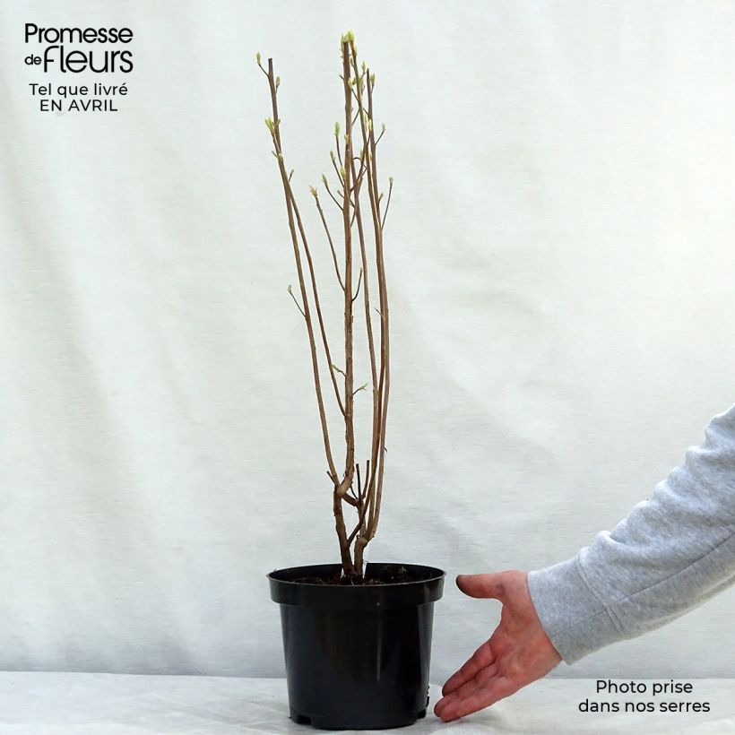 Clethra alnifolia Ruby Spice - Arbusto de la pimienta dulce Maceta 3L/4L Ejemplar entregado en la primavera