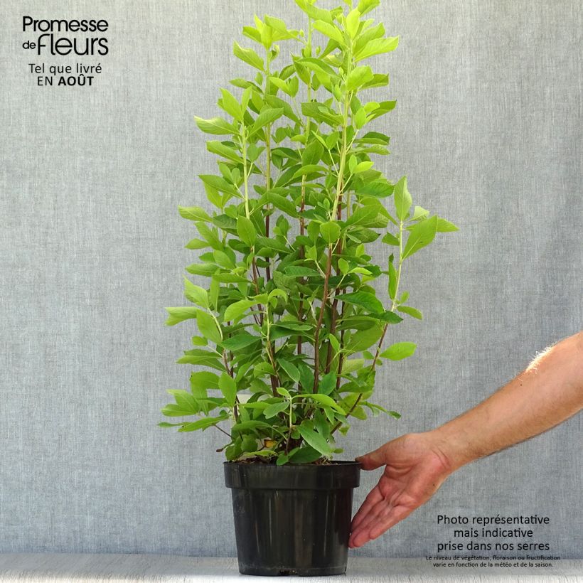 Ejemplar de Clethra alnifolia Ruby Spice - Arbusto de la pimienta dulce Maceta 3L/4L entregado en verano