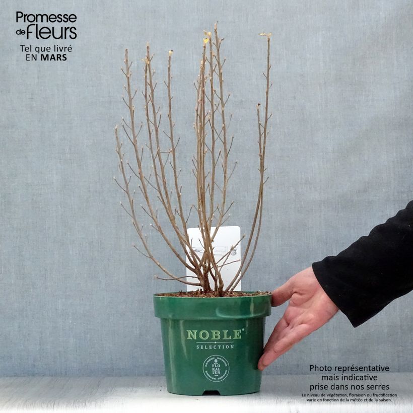 Clethra alnifolia Sixteen Candles - Arbusto de la pimienta dulce Maceta 2L/3L Ejemplar entregado en la primavera