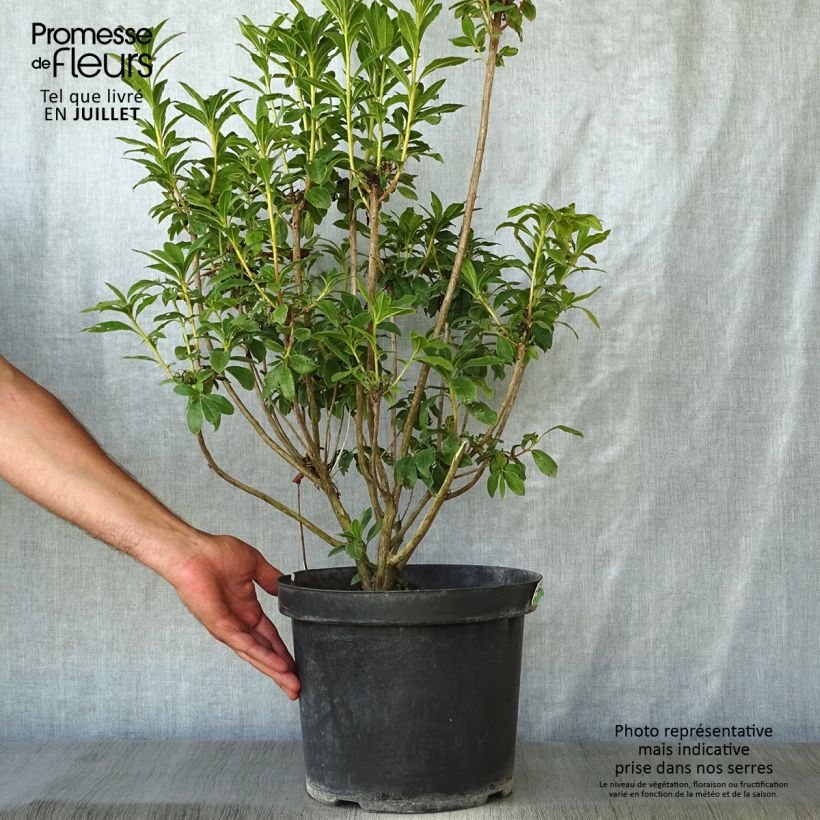Ejemplar de Clethra alnifolia Sixteen Candles - Arbusto de la pimienta dulce Maceta 7,5L/10L entregado en verano