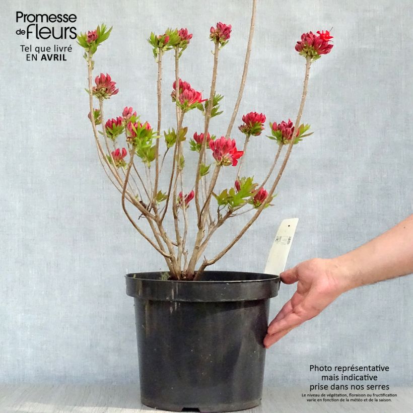 Clethra alnifolia Sixteen Candles - Arbusto de la pimienta dulce Maceta 7,5L/10L Ejemplar entregado en la primavera