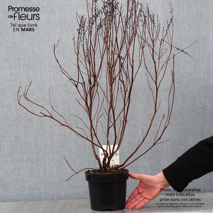 Clethra alnifolia Vanilla Spice - Arbusto de la pimienta dulce Maceta 2L/3L Ejemplar entregado en invierno