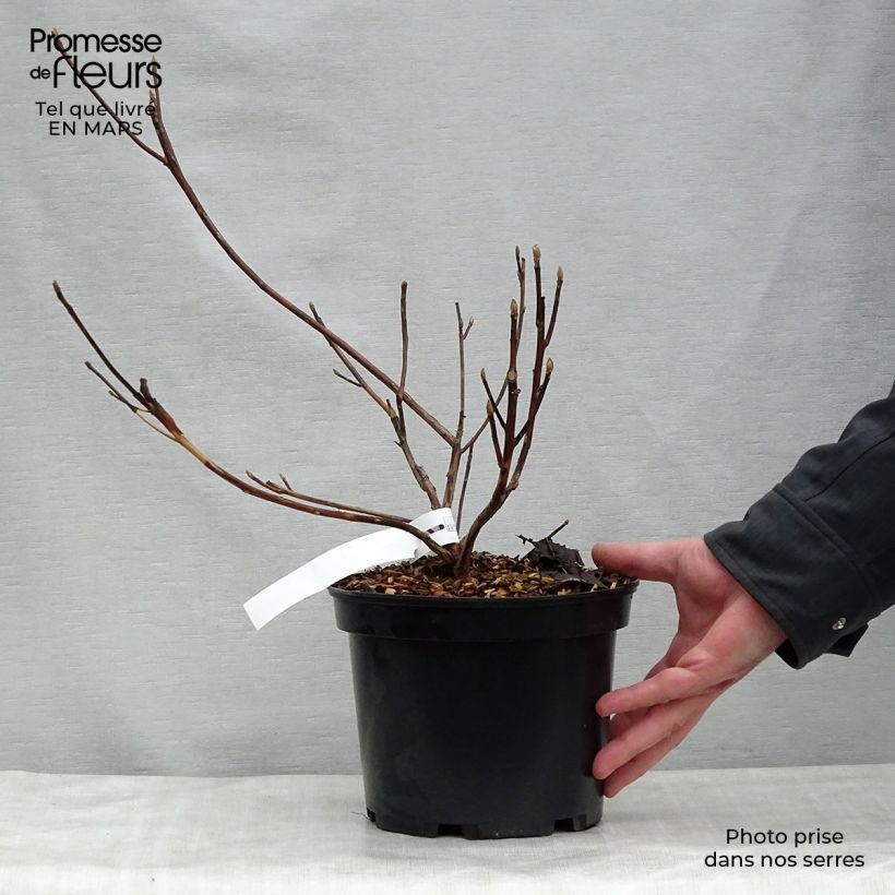 Clethra barbinervis Great Star Minbarb Maceta 4L/5L Ejemplar entregado en la primavera