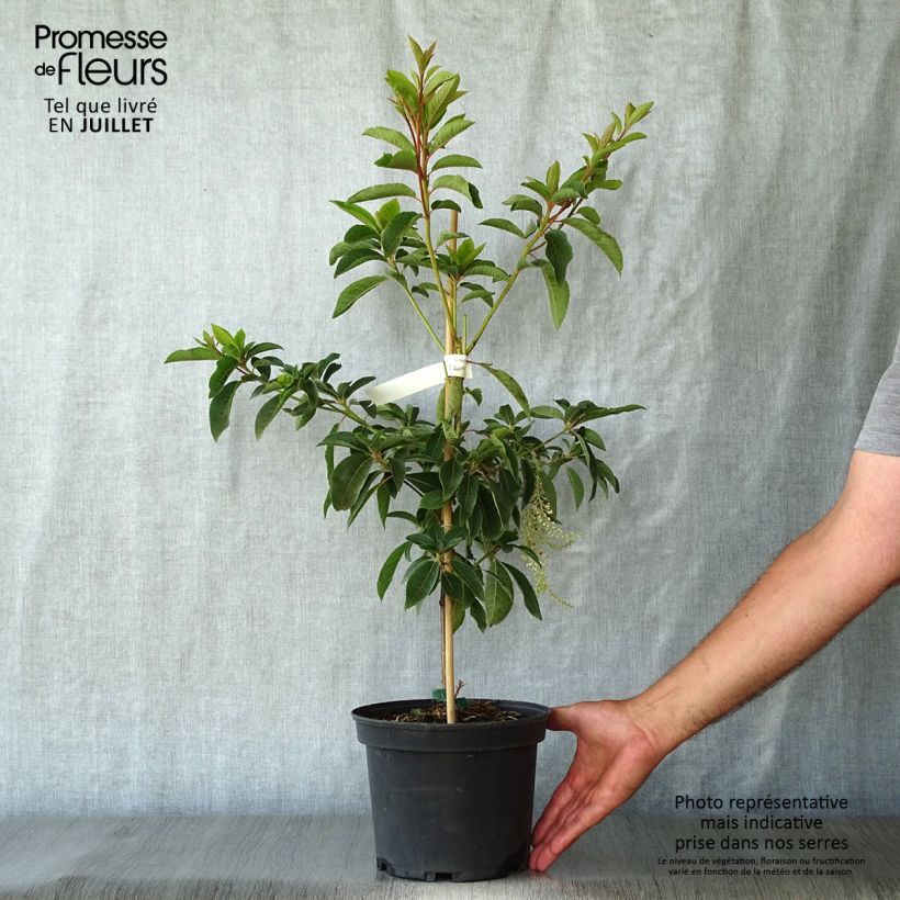 Ejemplar de Clethra barbinervis Great Star Minbarb Maceta 4L/5L entregado en verano