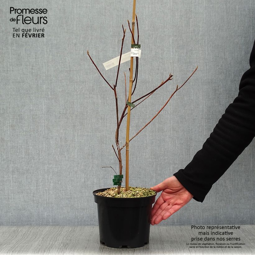 Clethra barbinervis Great Star Minbarb Maceta 4L/5L Ejemplar entregado en invierno