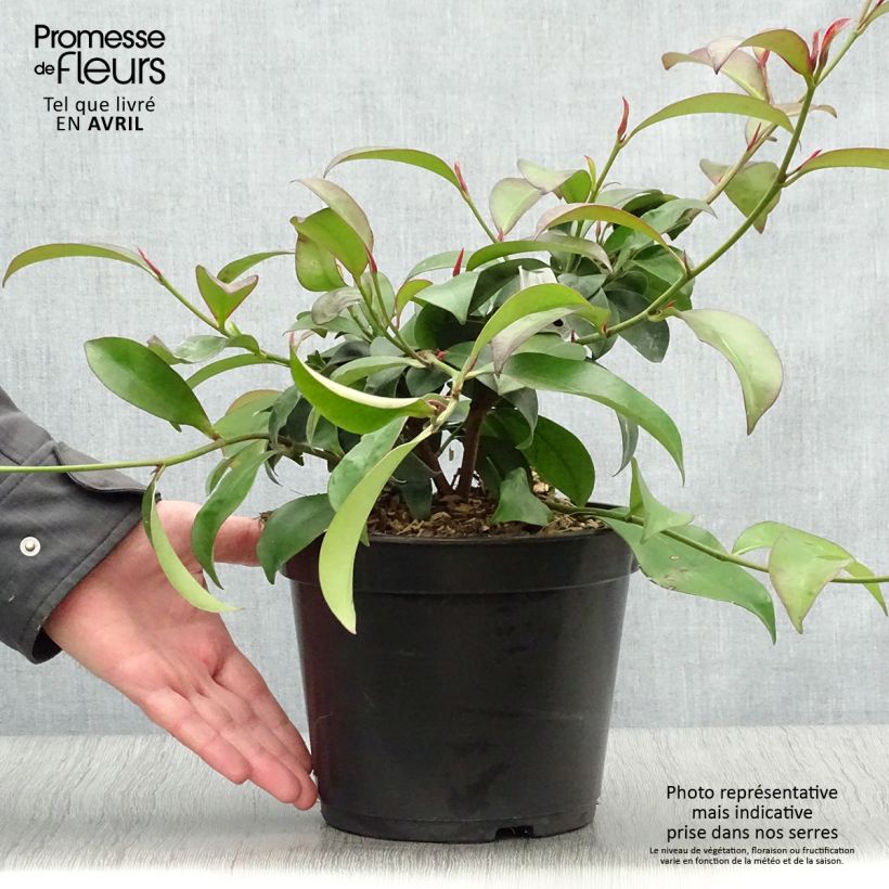 Cleyera japonica Maceta 4L/5L Ejemplar entregado en la primavera