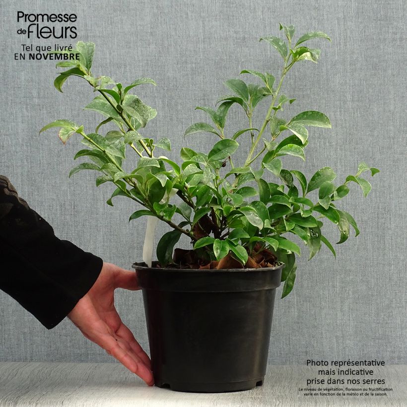 Ejemplar de Cleyera japonica Maceta 4L/5L entregado en otoño