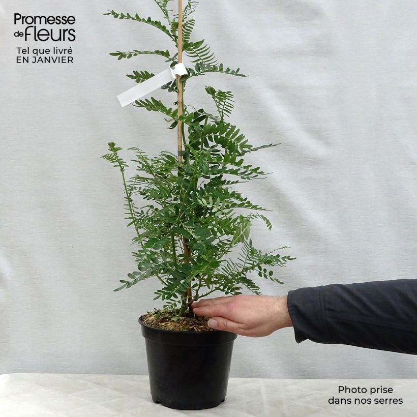 Clianthus puniceus Flamingo - Kakabeak Maceta 3L/4L Ejemplar entregado en invierno