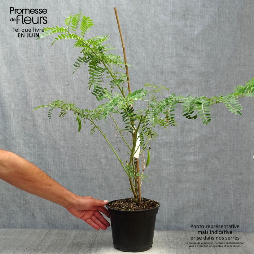 Ejemplar de Clianthus puniceus Flamingo - Kakabeak Maceta 3L/4L entregado en verano