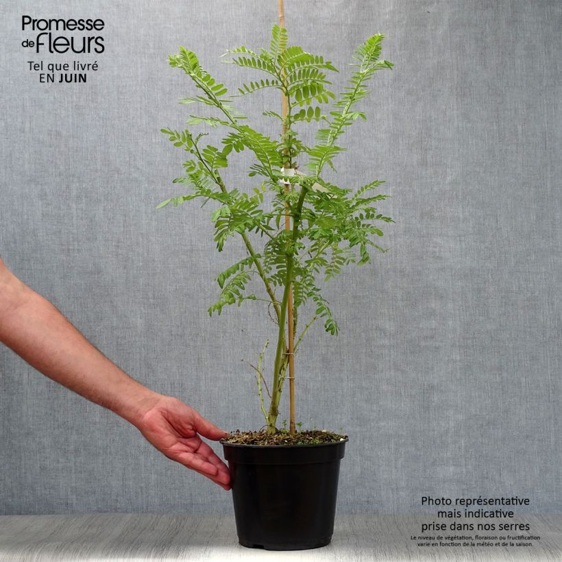 Ejemplar de Clianthus puniceus Kaka King - Kakabeak Maceta 4L/5L entregado en verano